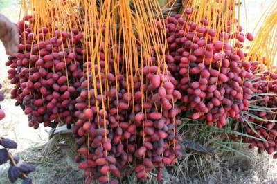 سوغات بندرعباس سوغات بندرعباس