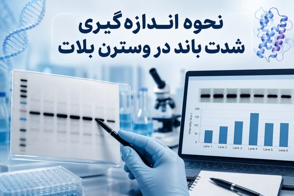 نحوه اندازه گیری شدت باند در وسترن بلات نحوه اندازه گیری شدت باند در وسترن بلات