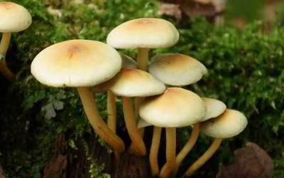 تشخیص انواع قارچهای سمی و خوراکی تشخیص انواع قارچهای سمی و خوراکی