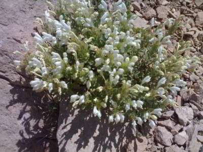گزنگبین