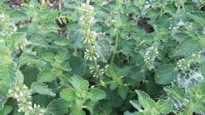 گندنای کوهی گندنای کوهی