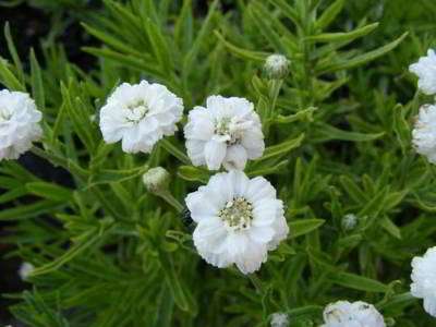 پتارمیک گیاه عطسه پتارمیک گیاه عطسه