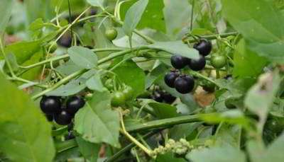 میوه تاجریزی میوه تاجریزی