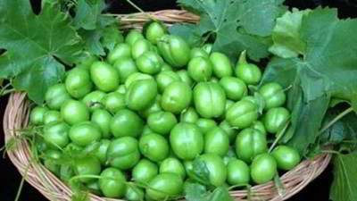 گوجه سبز گوجه سبز