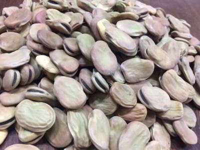 باقلا خشک باقلا خشک