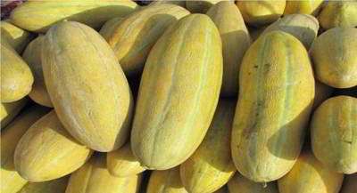 خربزه خربزه