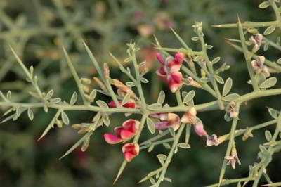 خارشتر خارشتر