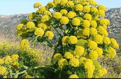 انغوزه انغوزه