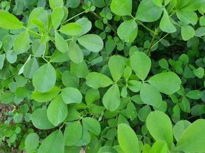 عرق یونجه عرق یونجه