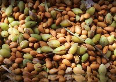 بادام کوهی بادام کوهی