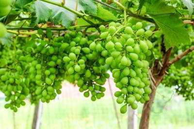 غوره غوره