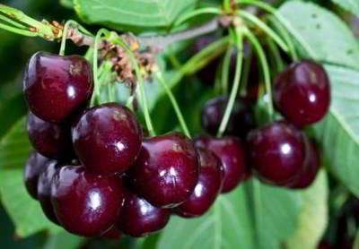 گیلاس گیلاس