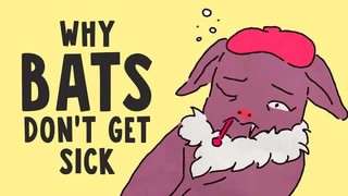 چرا خفاشها بیمار نمی شوند؟ چرا خفاشها بیمار نمی شوند؟