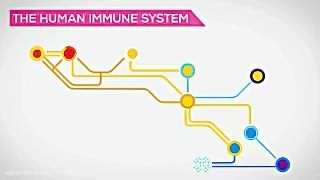 تشریح سیستم ایمنی بدن