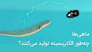 ماهی‌ها چه طور الکتریسیته تولید می کنند؟