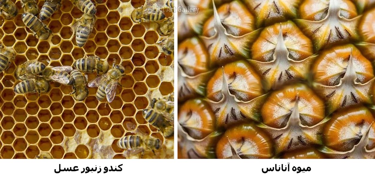 هگزاگرام در کندوی زنبور عسل
