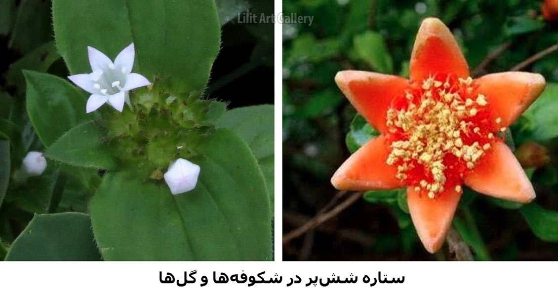هگزاگرام در گلها و شکوفهها