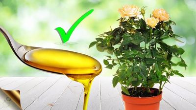 روش استفاده از روغن neem برای مبارزه با افتهای گیاهی روش استفاده از روغن neem برای مبارزه با افتهای گیاهی