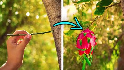 29 روش برای رشد میوه و سبزیجات در یک ویدیو 29 روش برای رشد میوه و سبزیجات در یک ویدیو