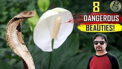با 8 گیاه سمی و خطرناک برای کودکان و حیوانات اشنا شوید با 8 گیاه سمی و خطرناک برای کودکان و حیوانات اشنا شوید