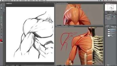 آموزش طراحی عضلات سرشانه آموزش طراحی عضلات سرشانه